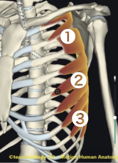 前鋸筋の作用を詳しく解説！正しく効果的な肩甲骨ストレッチを紹介！