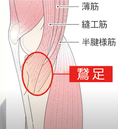 【変形性膝関節症】膝の内側が痛む方のストレッチ3選【朝起きてすぐできる】
