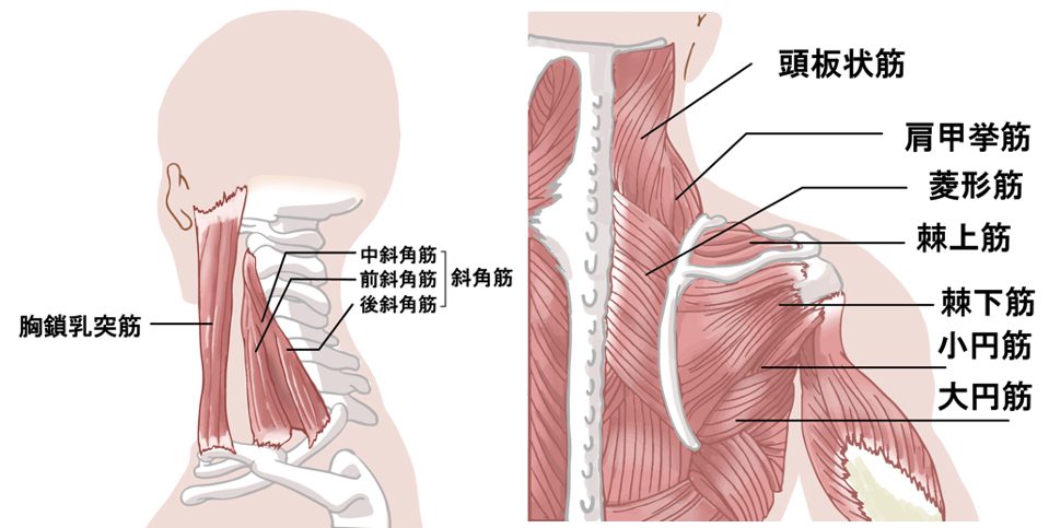 肩こりの原因は首・肩甲骨まわりの筋肉の疲労？P C作業の人要注意！