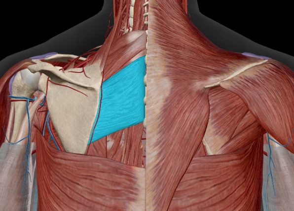 肩甲骨の内側が痛い原因とは？左側が痛い方は内臓の病気に要注意！？