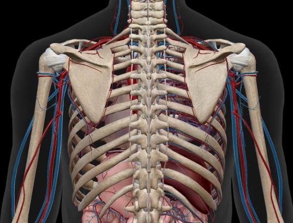 肩甲骨の内側が痛い原因とは？左側が痛い方は内臓の病気に要注意！？