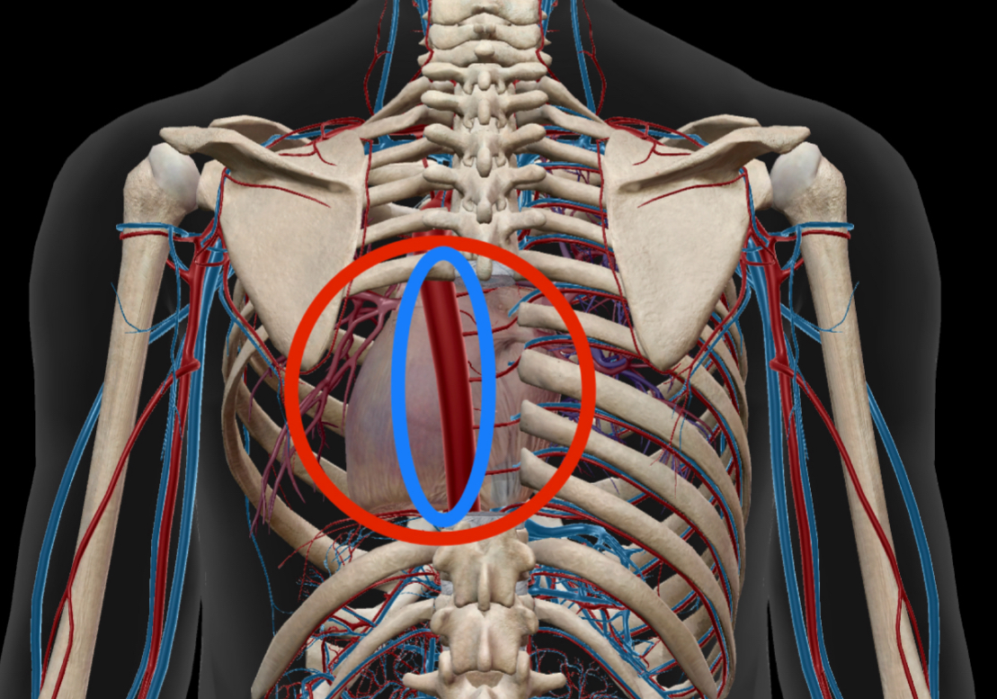 肩甲骨の内側が痛い原因とは？間が痛いのは内臓や神経も関係あり！