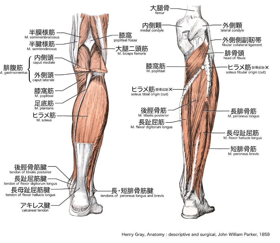 膝の裏の痛みに隠れた危険信号と急に痛む膝裏の原因と解決方法とは?