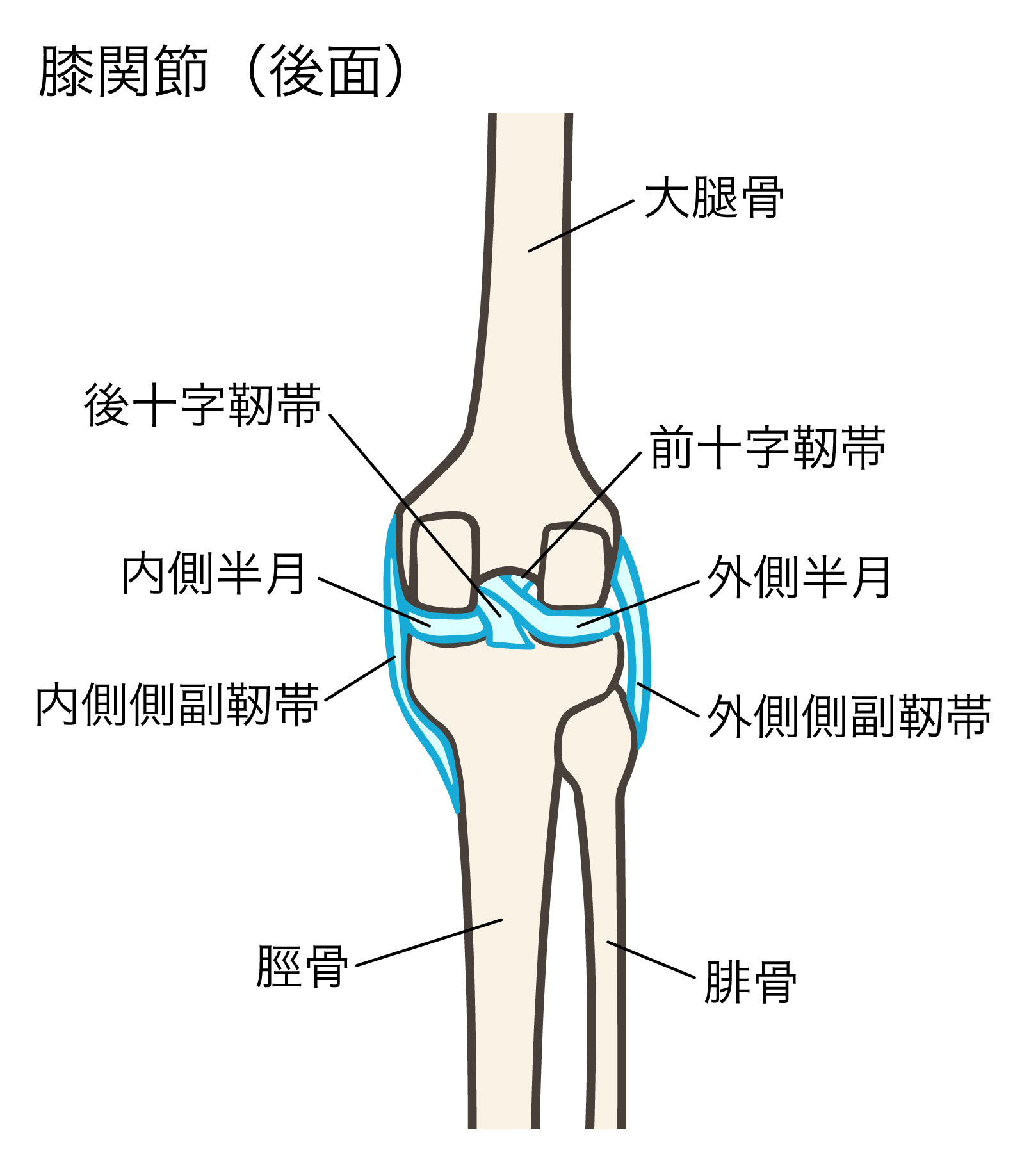 60代で膝の内側に痛みが出たときの対処法は？徹底解説します！