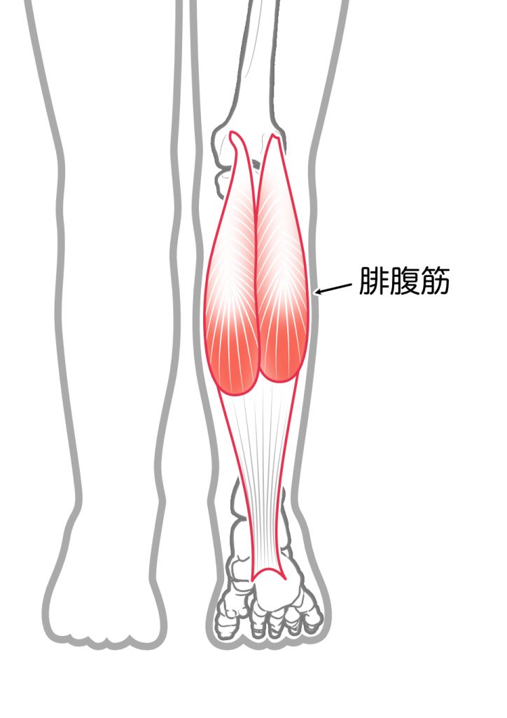 膝の裏の筋肉痛のような痛みの原因について徹底解説！危険な状態かも？
