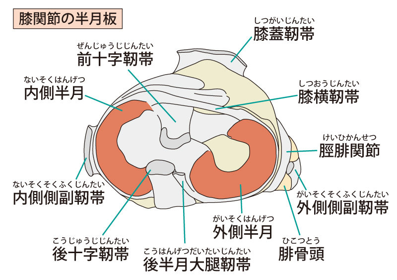 膝の外側に刺すような痛みがある時の原因と治し方を徹底解説！！