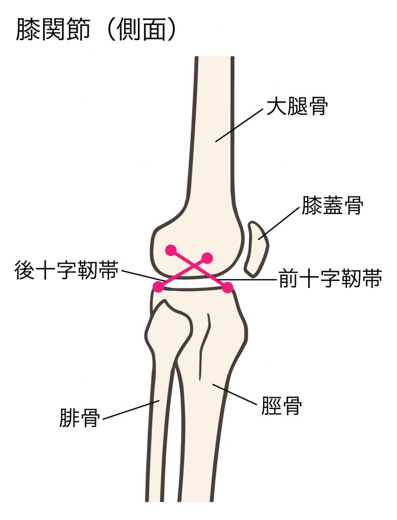 膝の裏の筋肉痛のような痛みの原因について徹底解説！危険な状態かも？