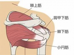 肩を回すと音が鳴る原因と解消法 - 簡単にできるストレッチと対策